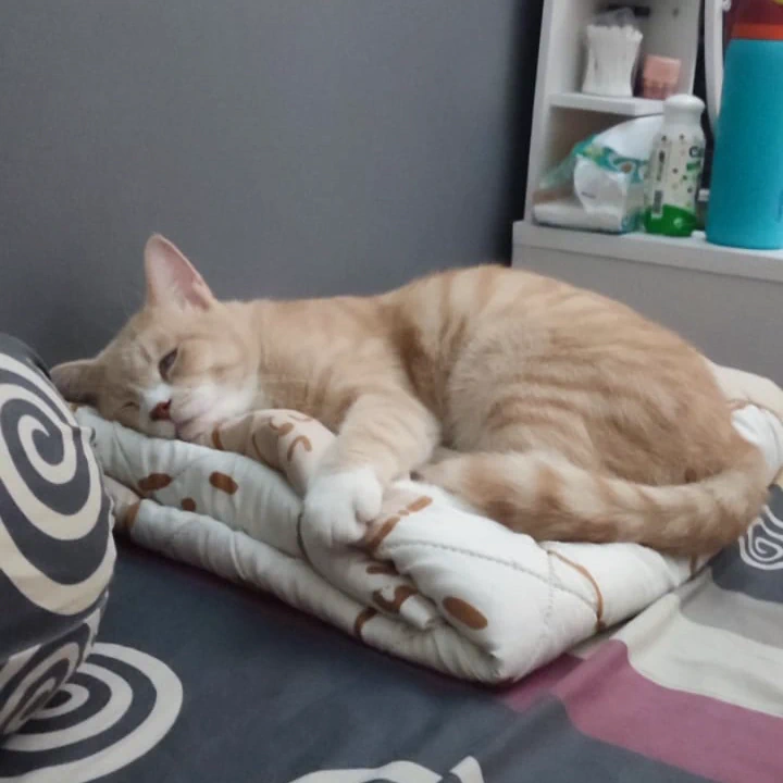 Kucing Oren Lucu