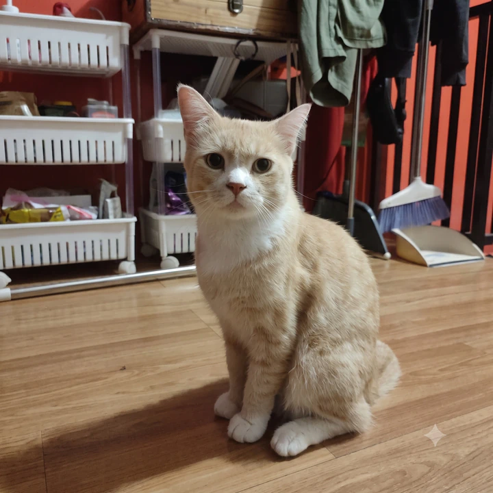 Komunitas Kucing Oren